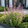 Nepeta sib. Wild Orchid - Kattenkruid