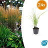 24x Calamagrostis acut. 'Karl Foerster'