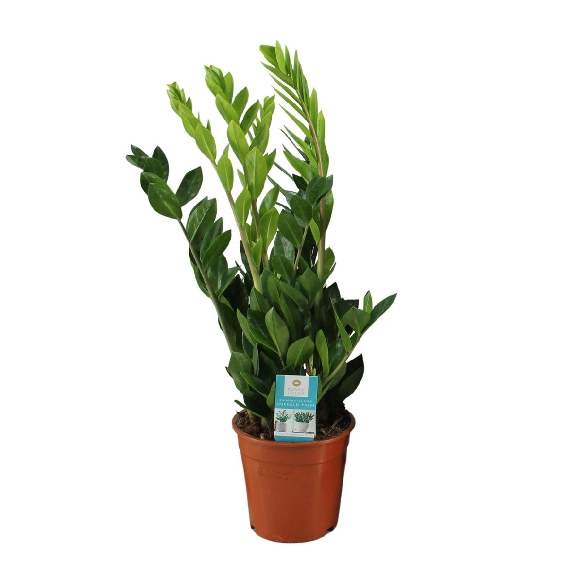 Productfoto van Zamioculcas Zamiifolia