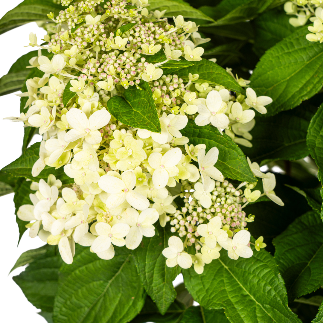 Productafbeelding van Pureplant