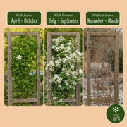 Clematis vitalba - inheemse bosrank - Ø9 cm