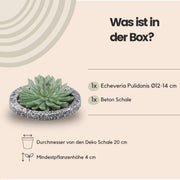 ROOTLESS Succulent Echeveria Pulidonis in schaal &