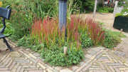 Imperata cylindrica &