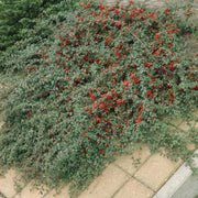 Cotoneaster dam. &