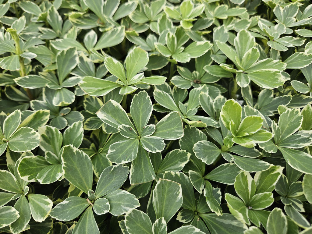 Pachysandra term. 'Variegata', groeiwijze van de plant