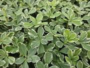 6x Pachysandra term. &