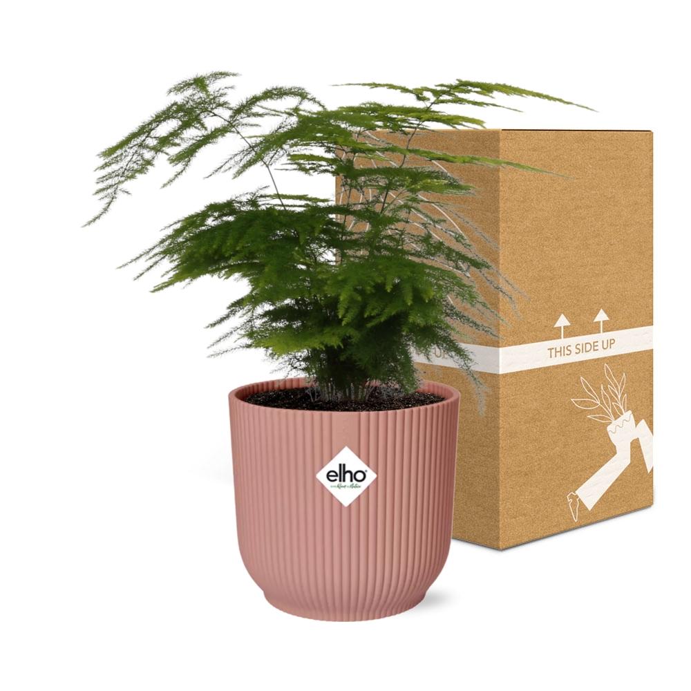 Detailfoto van Asparagus Setaceus ‘Plumosus’ in ELHO Vibes Fold 14cm roze