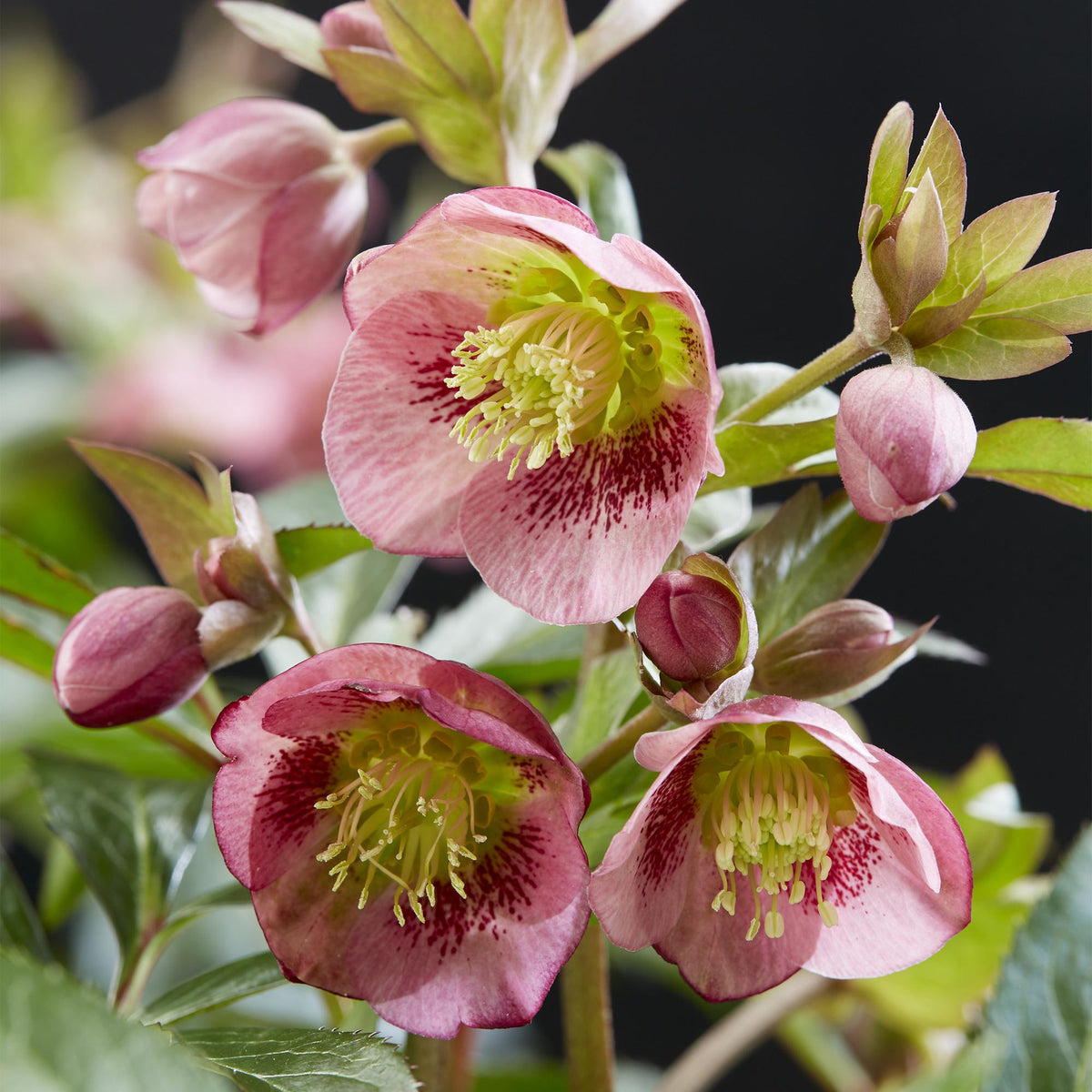 Lenten Rose, groeiwijze van de plant