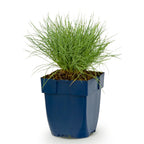 Festuca glauca - Blauwgras - Groenblijvend - Blauw, detail van het blad