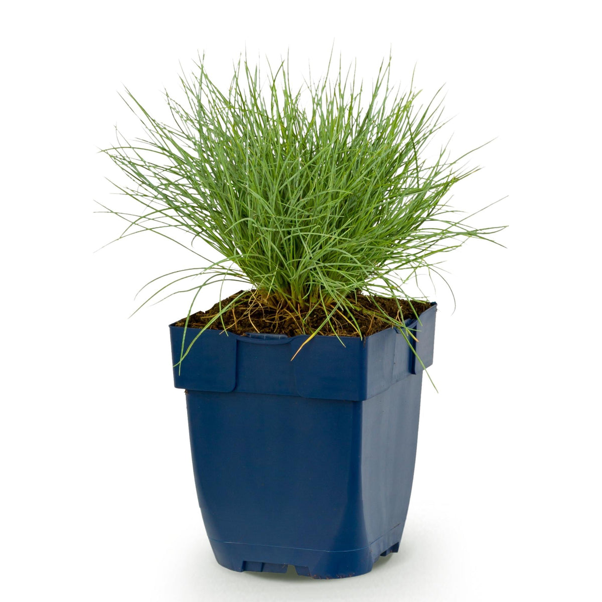 Festuca glauca - Blauwgras - Groenblijvend - Blauw, detail van het blad