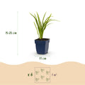 Daglelie Autumn Red, 12x met rode bloemen, plant in pot