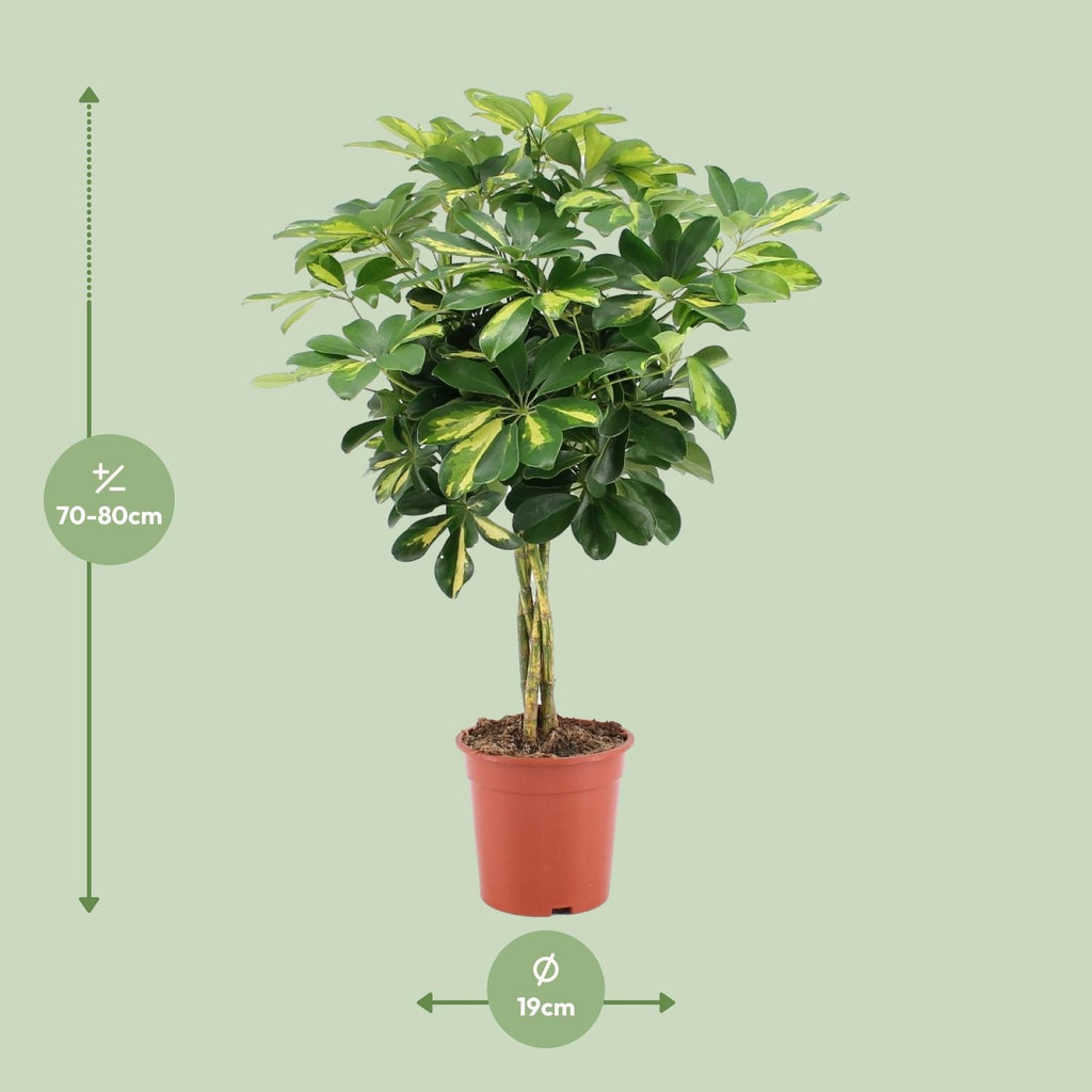 Detailfoto van Schefflera Arboricola Gold Capella