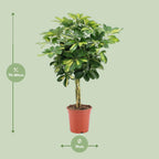 Detailfoto van Schefflera Arboricola Gold Capella