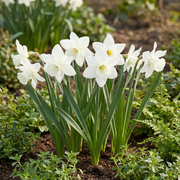 Botanische narcissenmix bloembollen, wit, foto 2