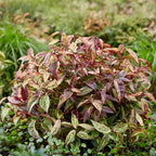 Leucothoe Makijaz, kenmerkend blad