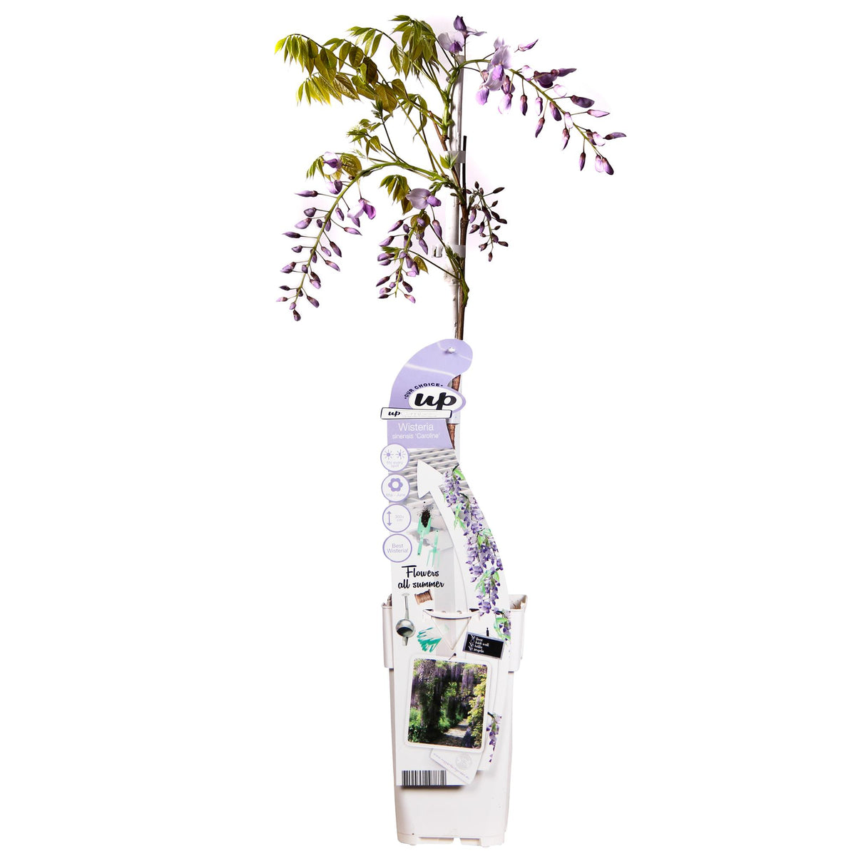 Productafbeelding van Pureplant