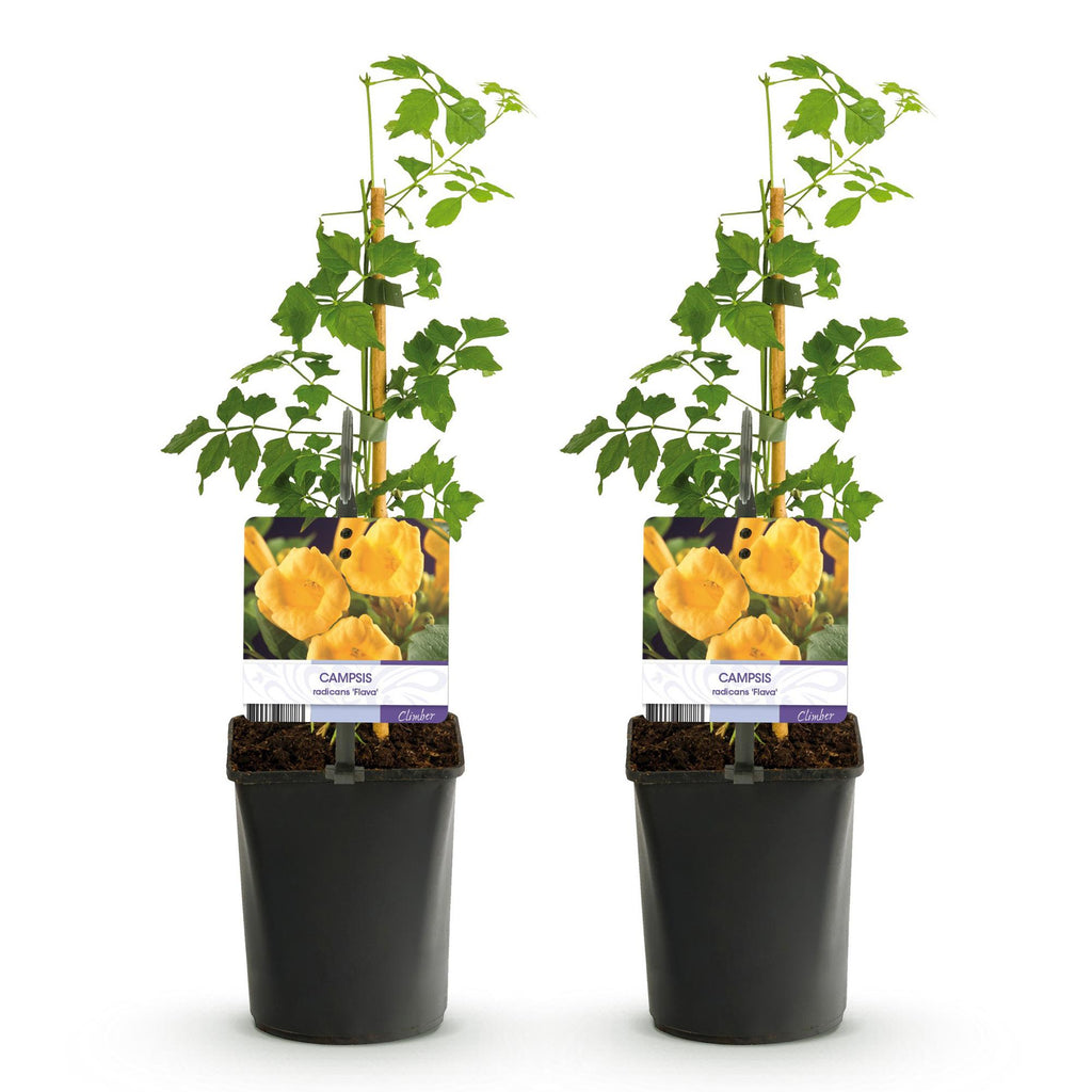 Campsis radicans Flave, plant voor tuin en border