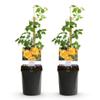 Campsis radicans Flave, plant voor tuin en border