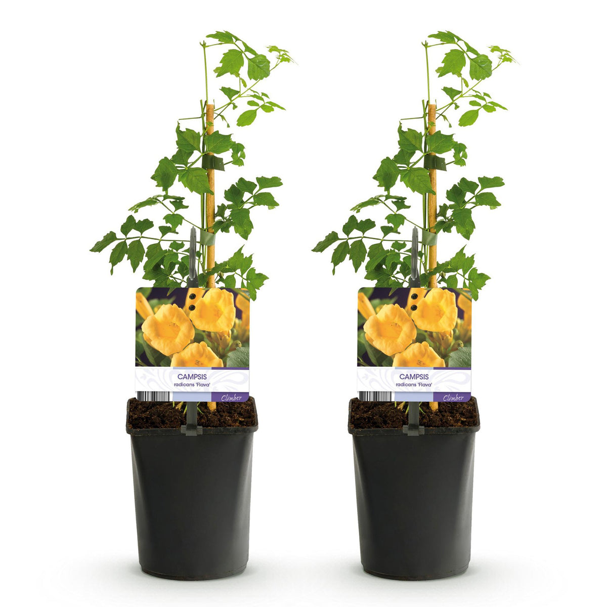 Campsis radicans Flave, plant voor tuin en border