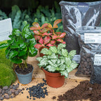 Productafbeelding van Pureplant