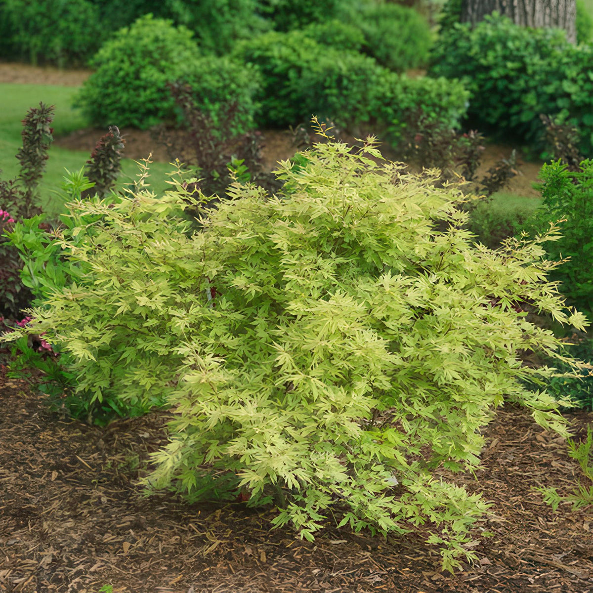 Japanse esdoorn Acer palmatum Methamorphosa, detail van het blad