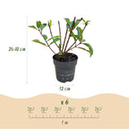 Pluimhortensia Living Little Rosy, plant voor tuin en border