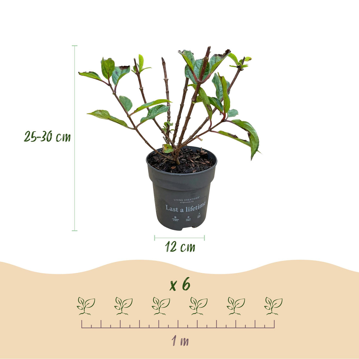 Pluimhortensia Living Little Rosy, plant voor tuin en border