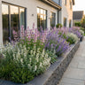 Kattenkruid Tricolour, 12x met paarse, roze en witte bloemen