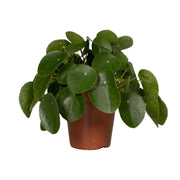Pilea peperomioides, pannenkoekenplant, 25 cm hoog