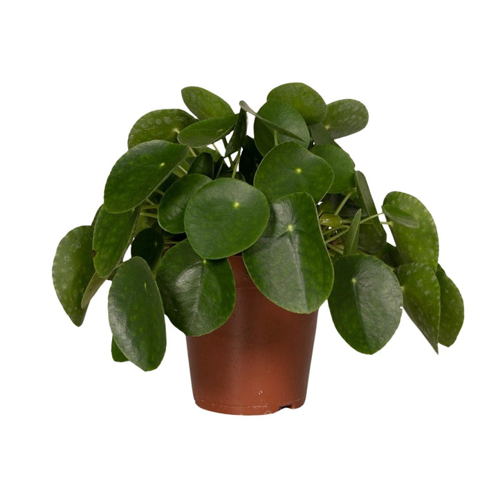 Pilea peperomioides, pannenkoekenplant, 25 cm hoog