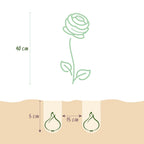Ranunculus Mix, groene bladeren
