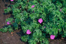 24x Geranium 'Tiny Monster'