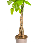 Pachira Aquatica, groene bladeren