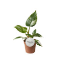 Productafbeelding van Pureplant