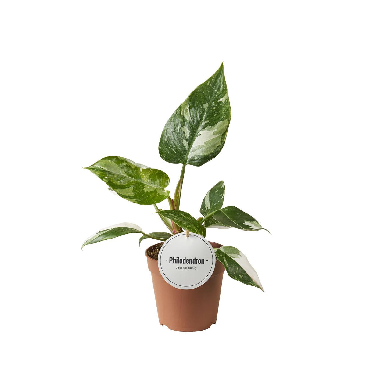 Productafbeelding van Pureplant