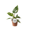 Philodendron White Princess