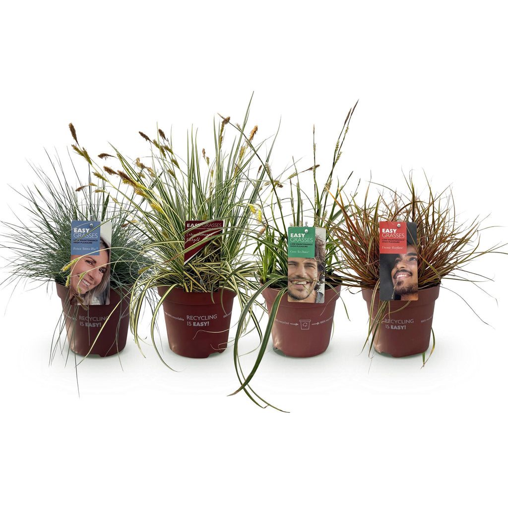 4x Festuca glauca Intense Blue, kenmerkend blad