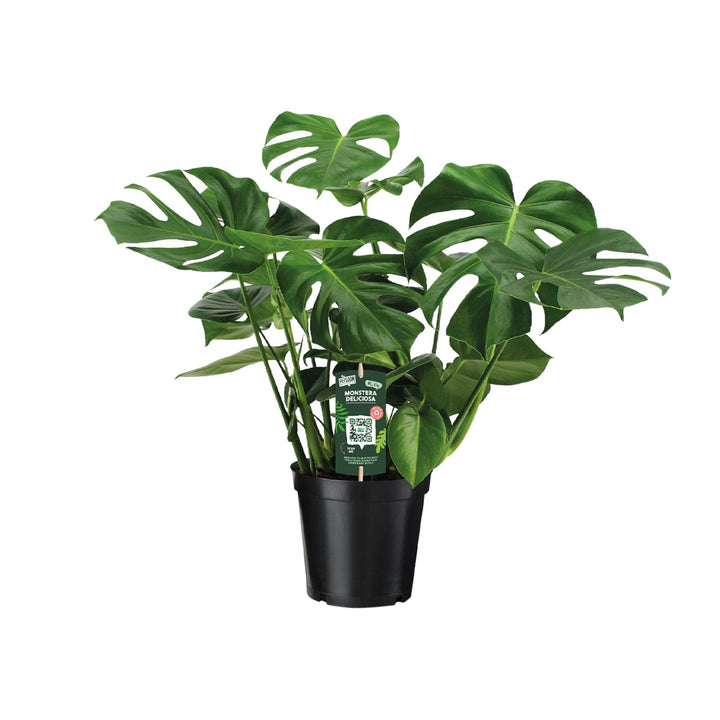 Monstera deliciosa, gatenplant met glanzend blad, 65 cm hoog