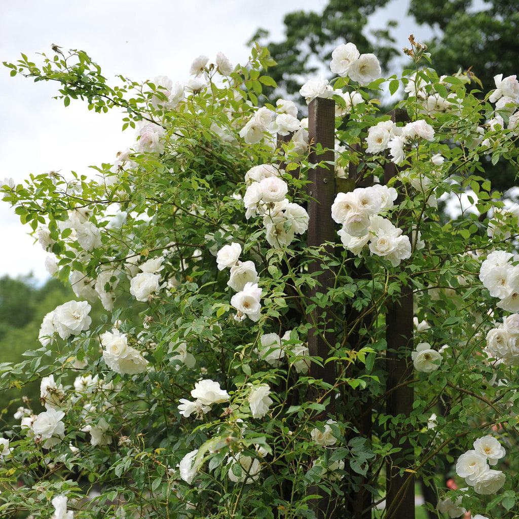 Rosa White Climber, plant in pot