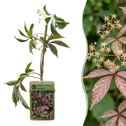 Parthenocissus henryana - Chinese wingerd - set van 6 - Ø9 cm