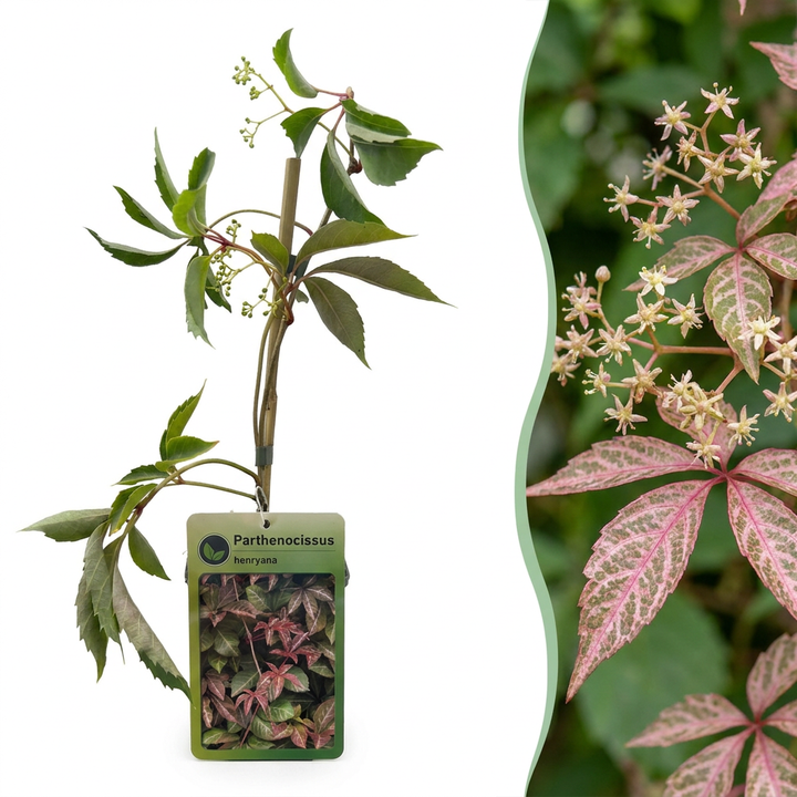Parthenocissus henryana - Chinese wingerd - set van 6 - Ø9 cm