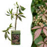 Parthenocissus henryana - Chinese wingerd - set van 6 - Ø9 cm