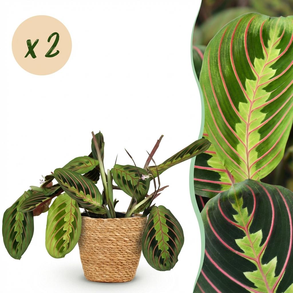 Maranta Fascinator Tricolour met mand, met decoratieve pot
