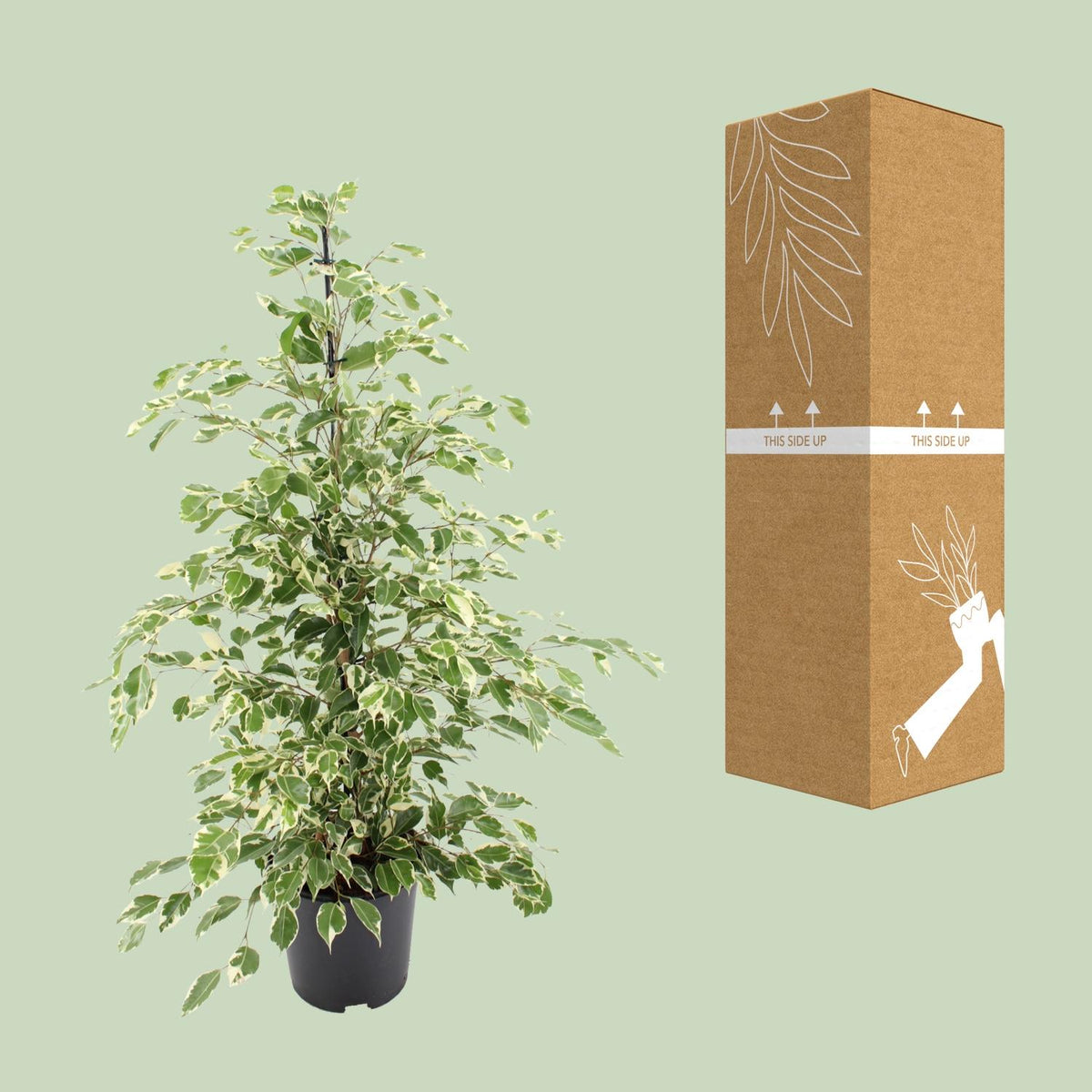 Ficus benjamina Twilight, kenmerkend blad