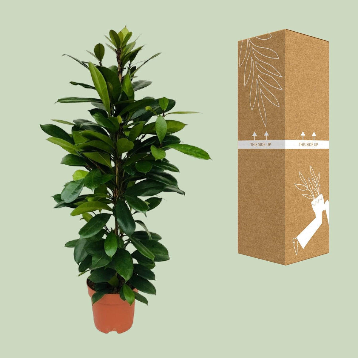 Ficus Cyathistipula, kenmerkend blad