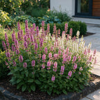 Stachys officinalis duo - betonie, decoratieve plant