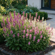Stachys officinalis duo - betonie - 24 planten