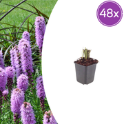 Liatris spicata