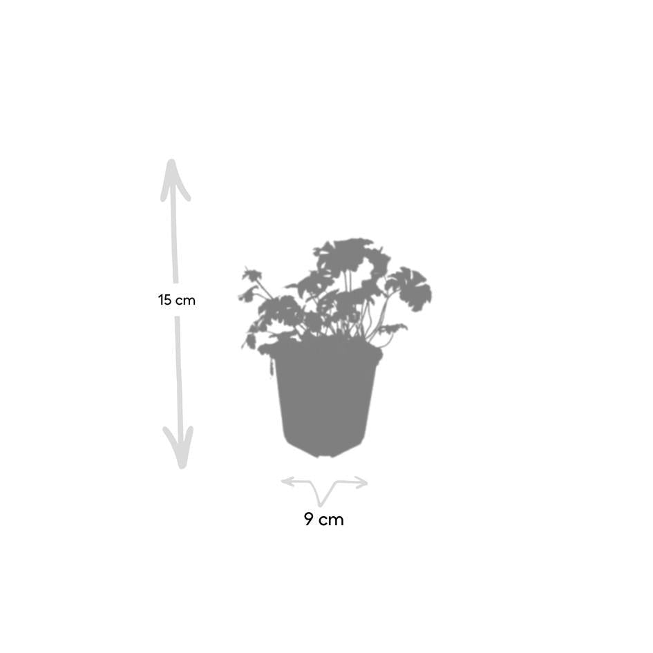 Geranium cant. 'Cambridge', groeiwijze van de plant
