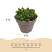Delosperma